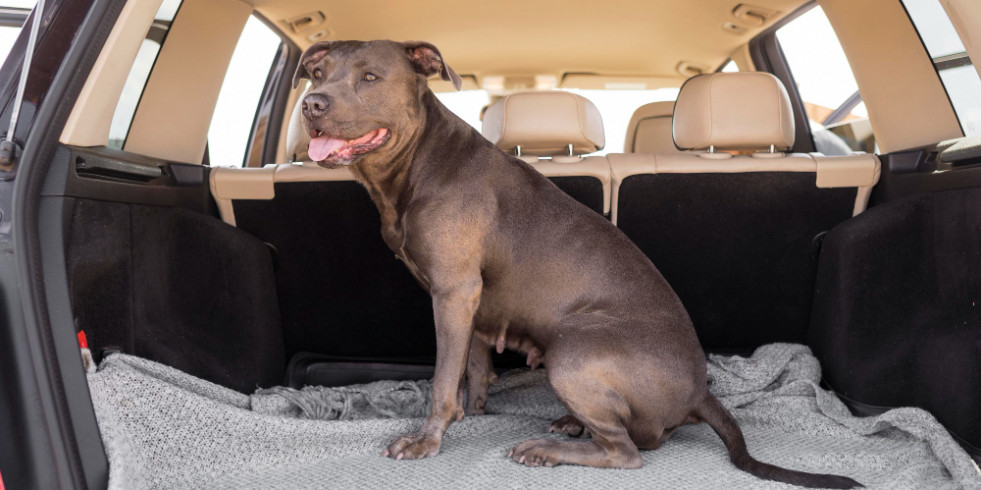 ¿A cuánto puede ascender la sanción por dejar a un perro solo en el coche?