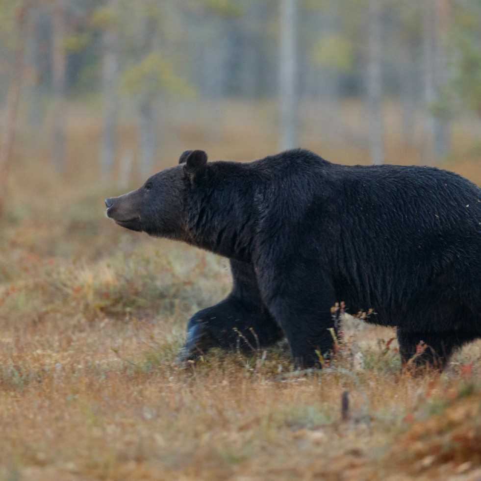 EEUU encuentra en un oso una cepa de salmonela resistente nunca antes aislada en animales