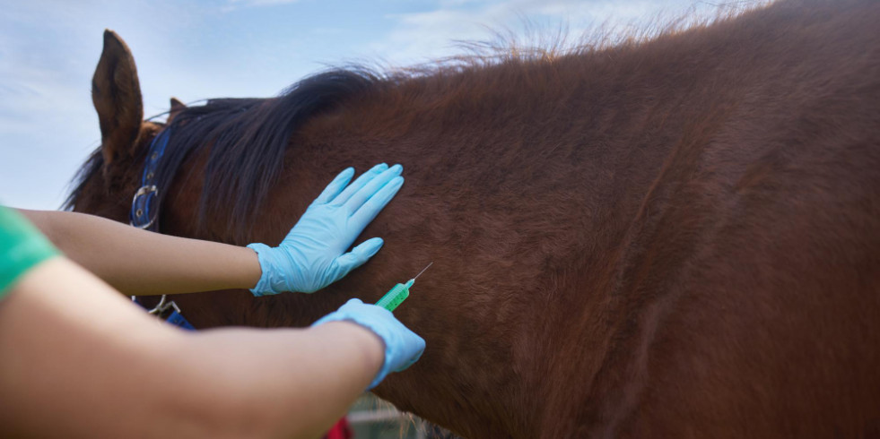 La comunidad veterinaria se alinea con la WVA sobre el bienestar en caballos para la producción de biológicos