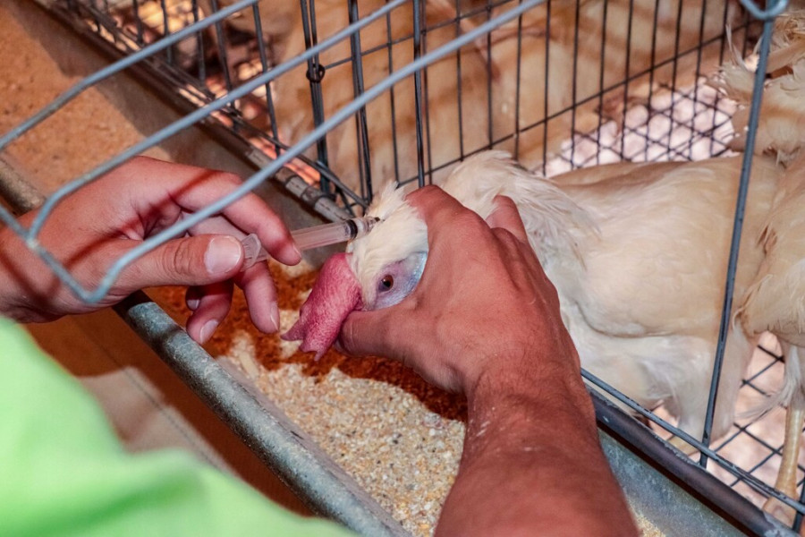 Vacuna gripe aviar