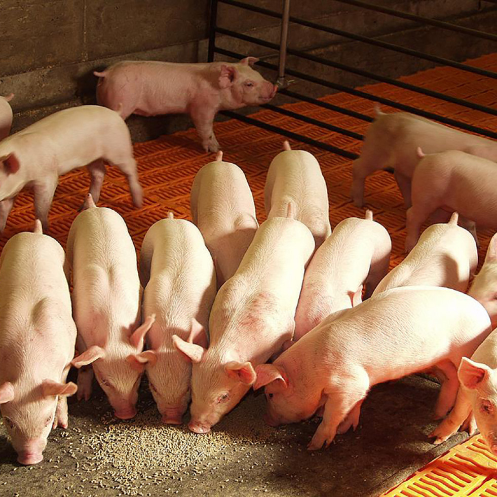 México fortalece la calidad de su porcicultura