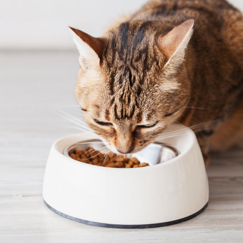 Detectan Salmonella en varias marcas de alimentos para mascotas