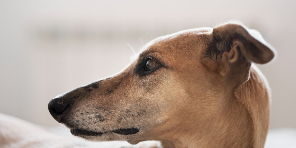 Dieta, luz solar o tipo de suelo, algunos de los factores de riesgo tras la otitis canina
