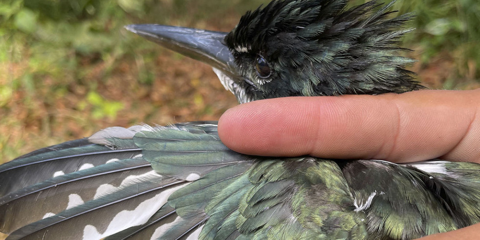 Hallan altos niveles de mercurio en aves migratorias de Latinoamérica