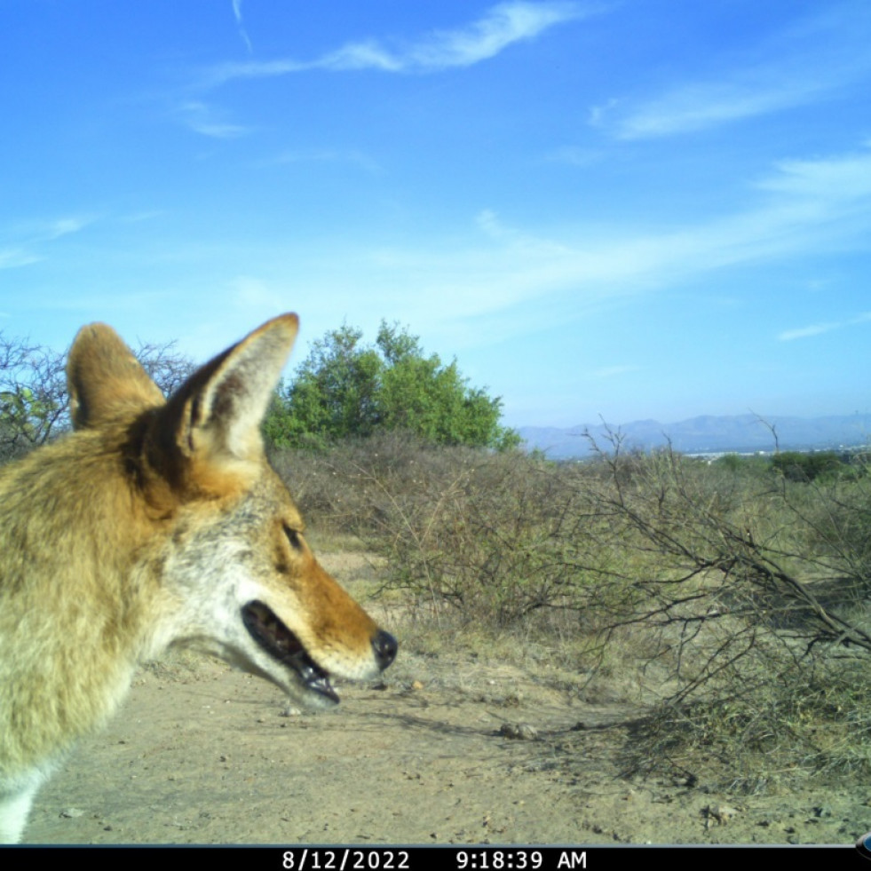 Instalan cámaras para la creación de registros científicos sobre la fauna local de Aguascalientes