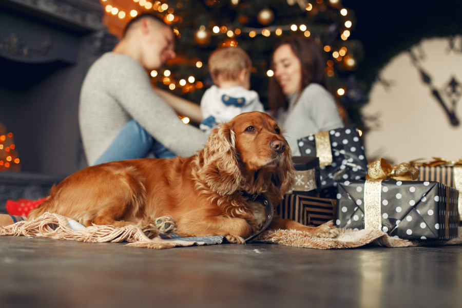 Imagen de un perro en Navidad