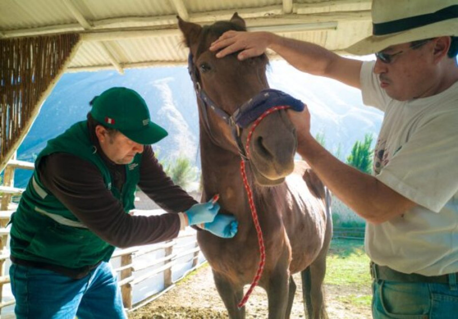 Perú suspende importación de equinos vivos de Argentina y Uruguay