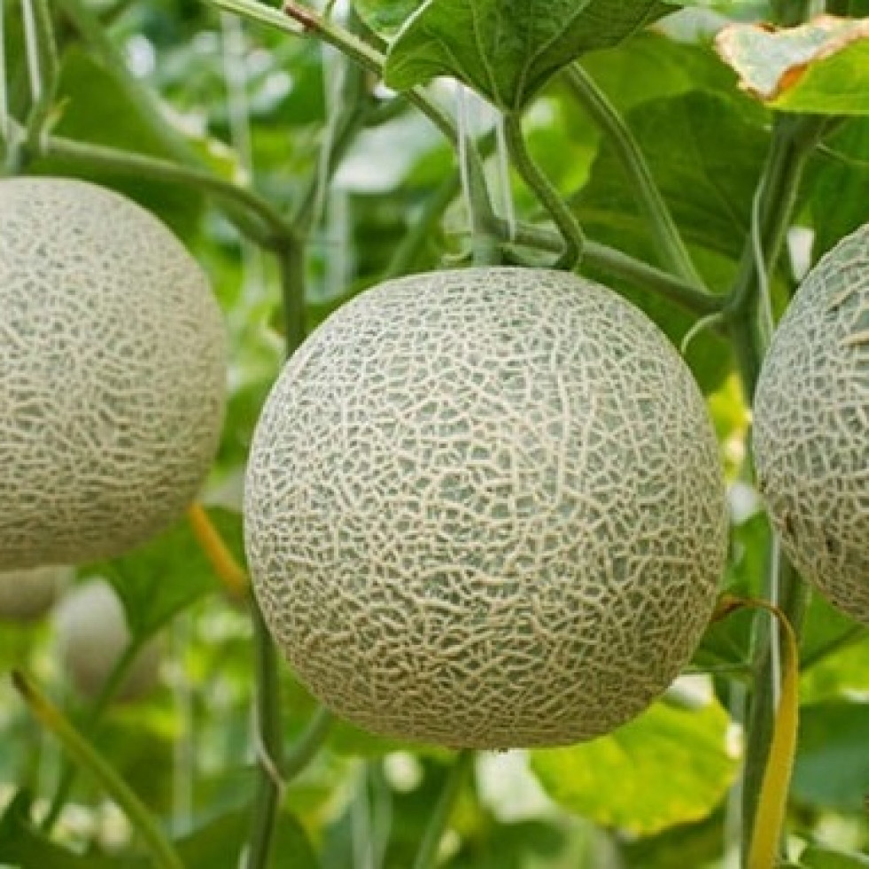 Detectan la presencia de Salmonella en melón cantaloupe procesado en México