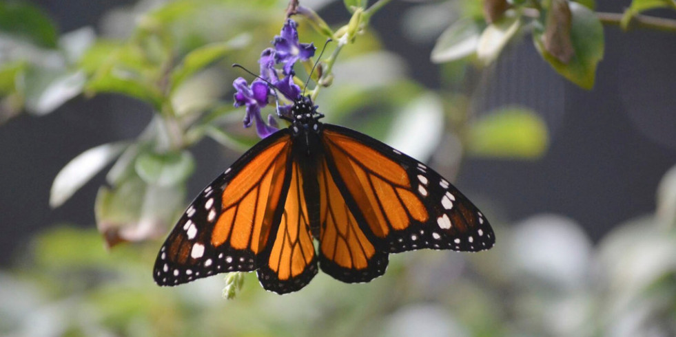 Insecticidas, la principal causa de extinción de las mariposas monarca