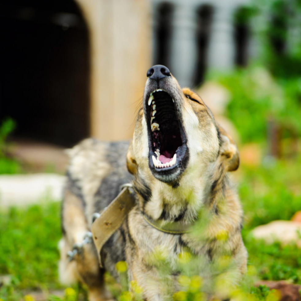 Veterinarios analizan la gestión de la agresividad canina