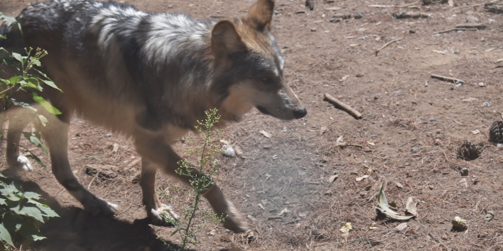 Envían un lobo gris mexicano a Estados Unidos para incentivar la reproducción y conservación de la especie