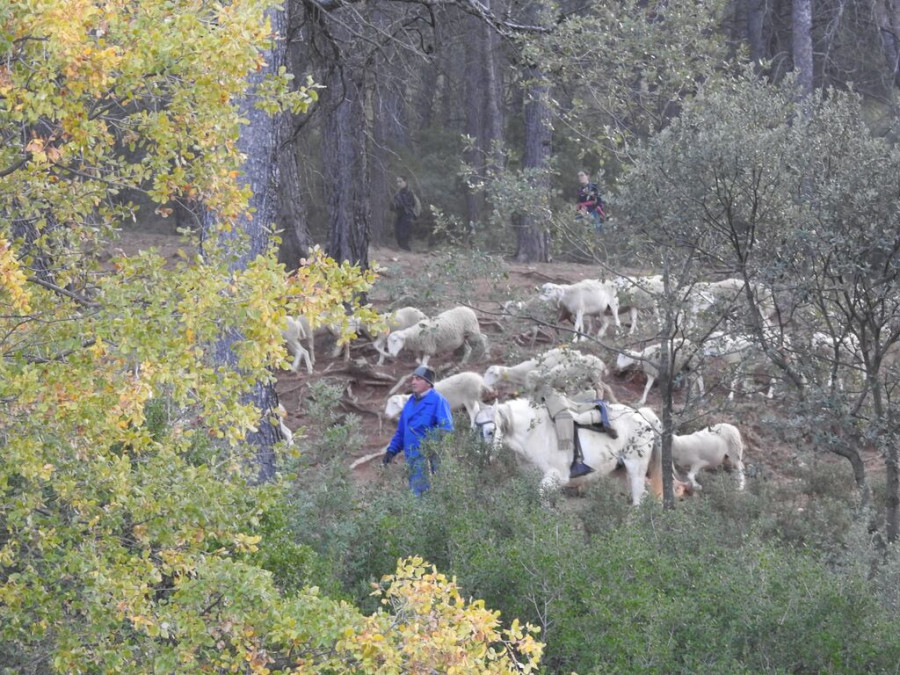 Estudiantes atravesando  Cazorla con Mariano, ganadero de ovino segureño procedente de Santiago de la Espada. (1)