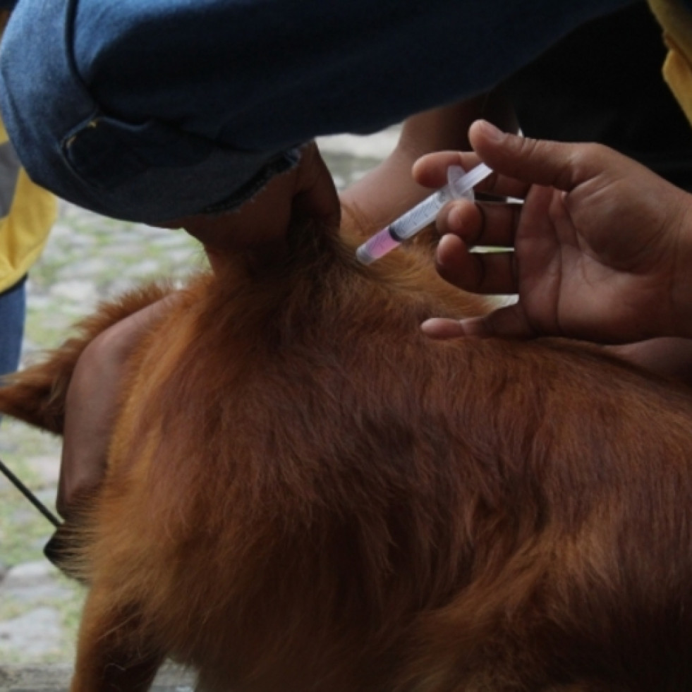 Recuerdan la importancia de llevar el control de vacunación a perros y gatos tras el reciente caso de rabia