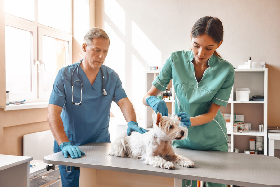 Veterinarios tratan a un perro