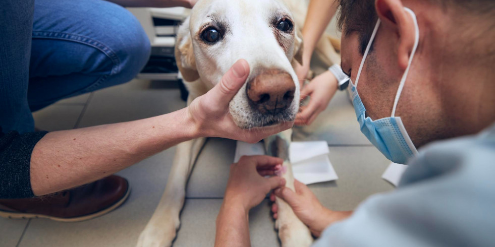 Eosinófilos y macrófagos podrían ser una prometedora diana para tratar el cáncer en perros y personas