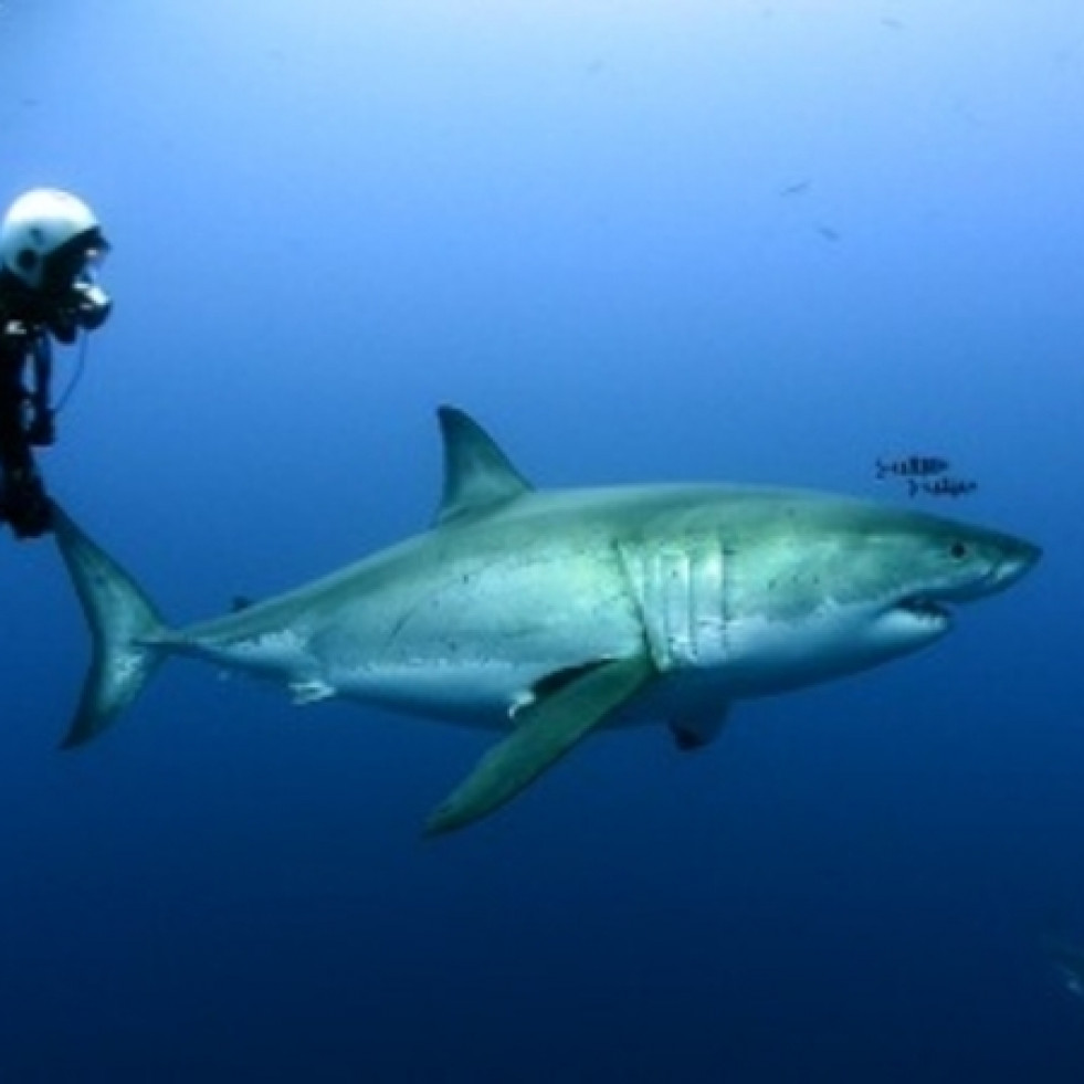 Advierten de la presencia de tiburones en el litoral sonorense