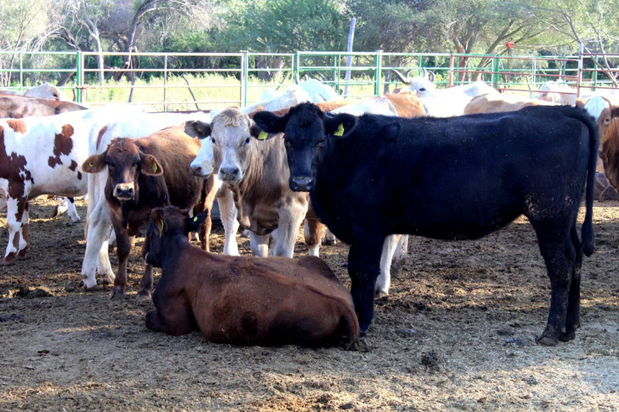 Vacas SEPADA TALLER TUBERCULOSIS