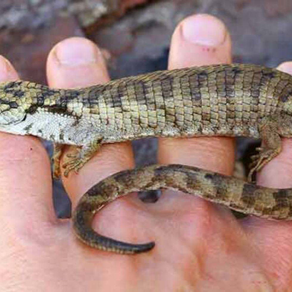 Descubren una nueva especie de lagartija en Chiapas, la cual puede estar en riesgo de extinción