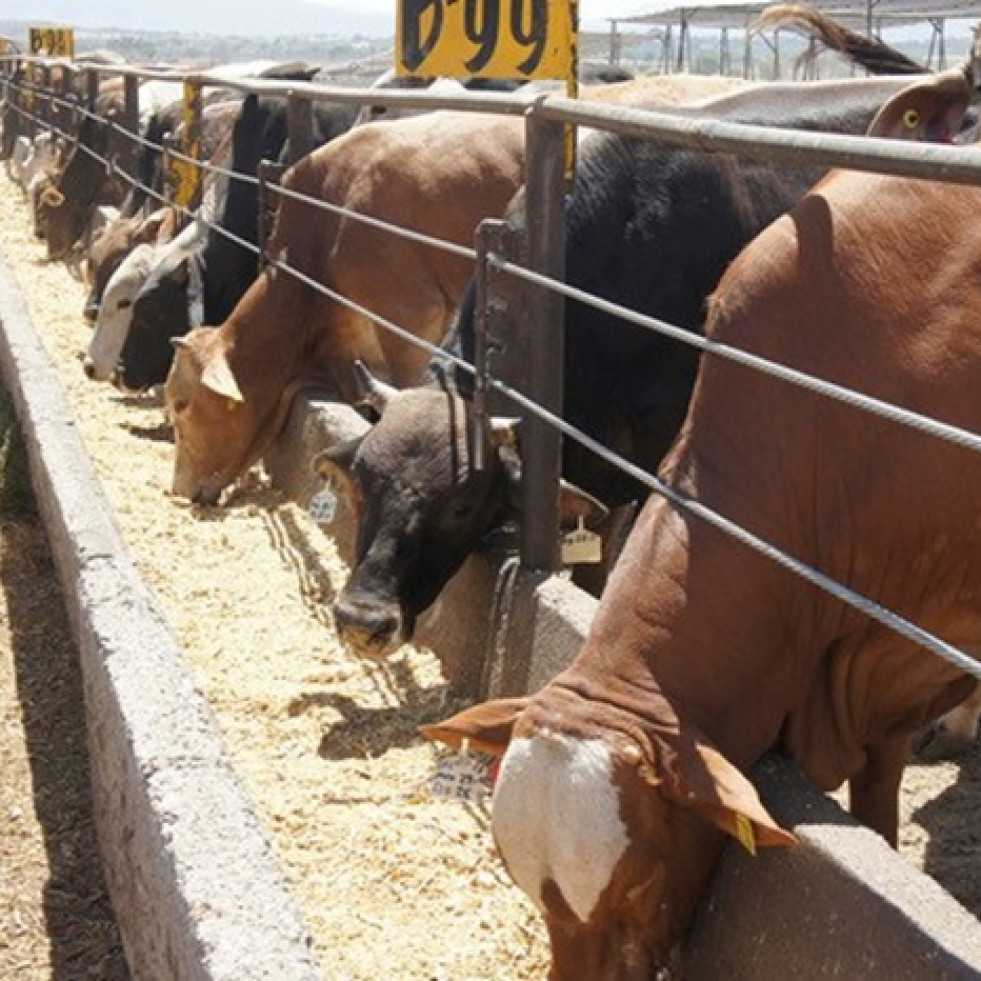 Reportan 15 bovinos de ganado lechero afectados por intoxicación en Valle de Tulancingo
