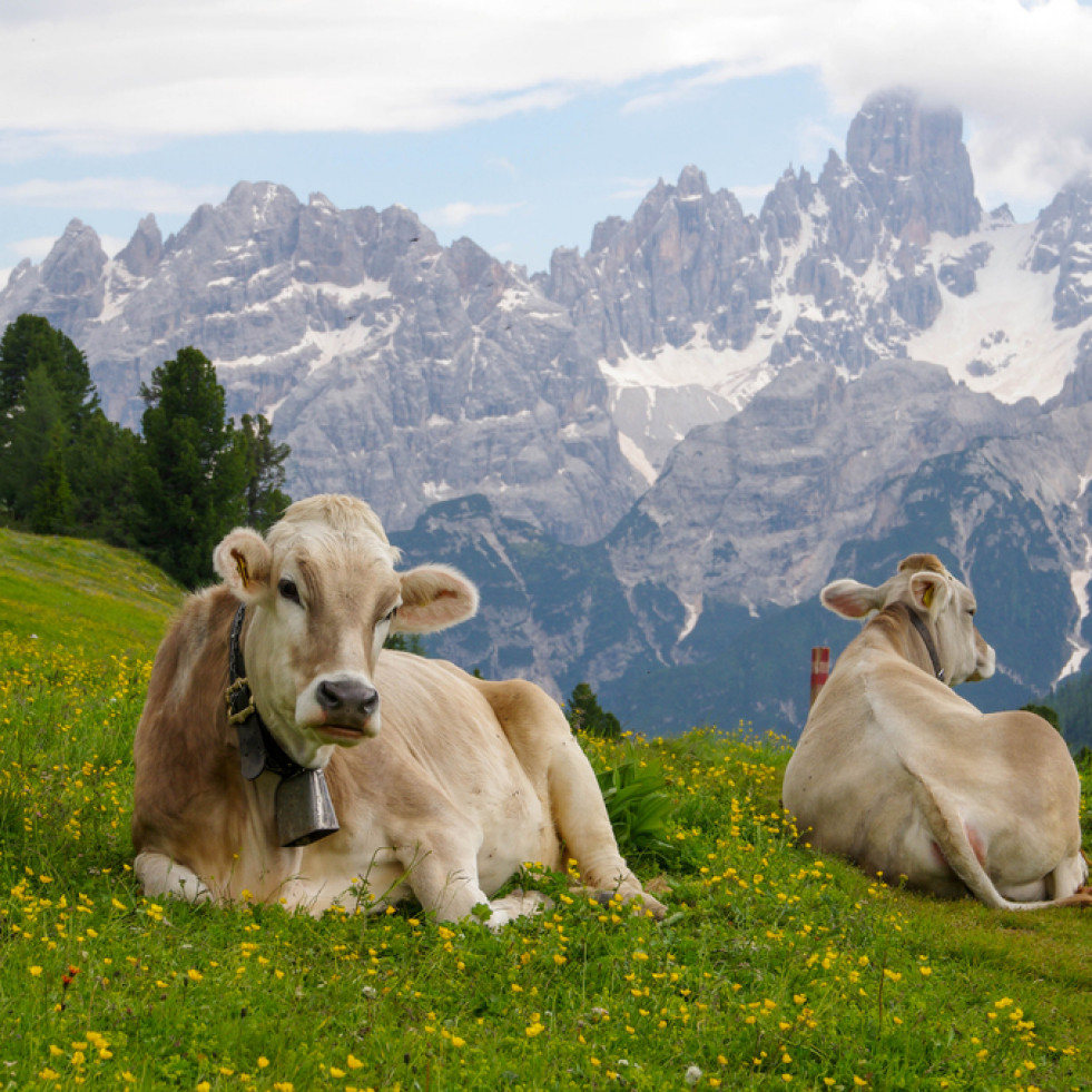 España y Francia renuevan su proyecto de lucha contra la tuberculosis bovina en los Pirineos