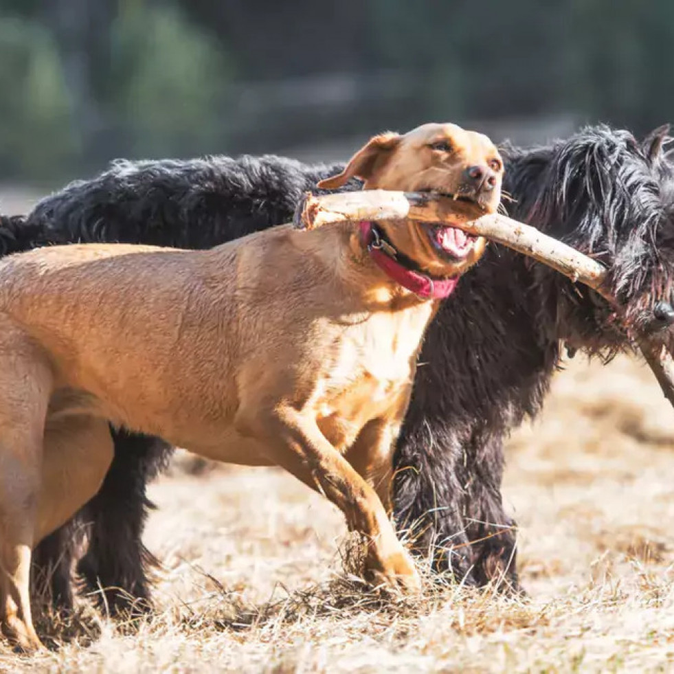 Los perros con epilepsia idiopática tienen niveles significativamente más altos de selenio y cobre