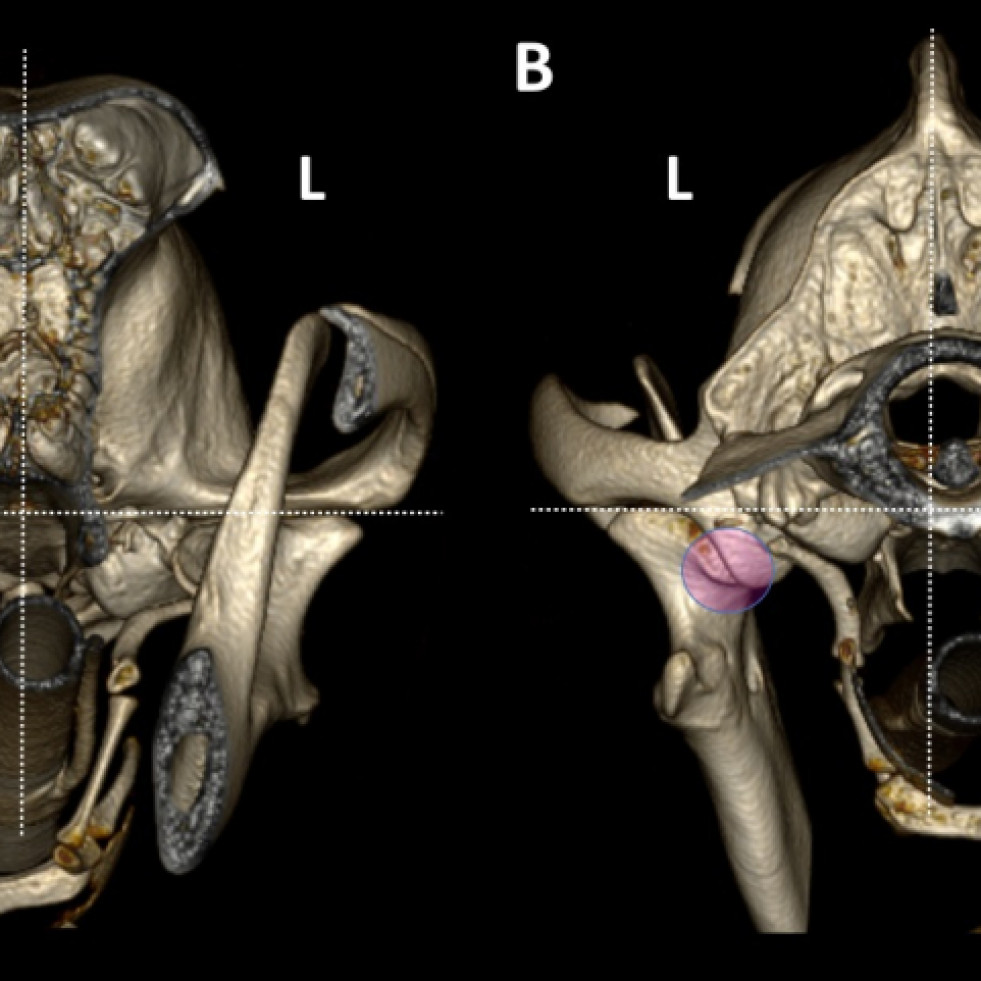 Las imágenes de detalle en 3D permiten un mejor diagnóstico de las enfermedades mandibulares en perros