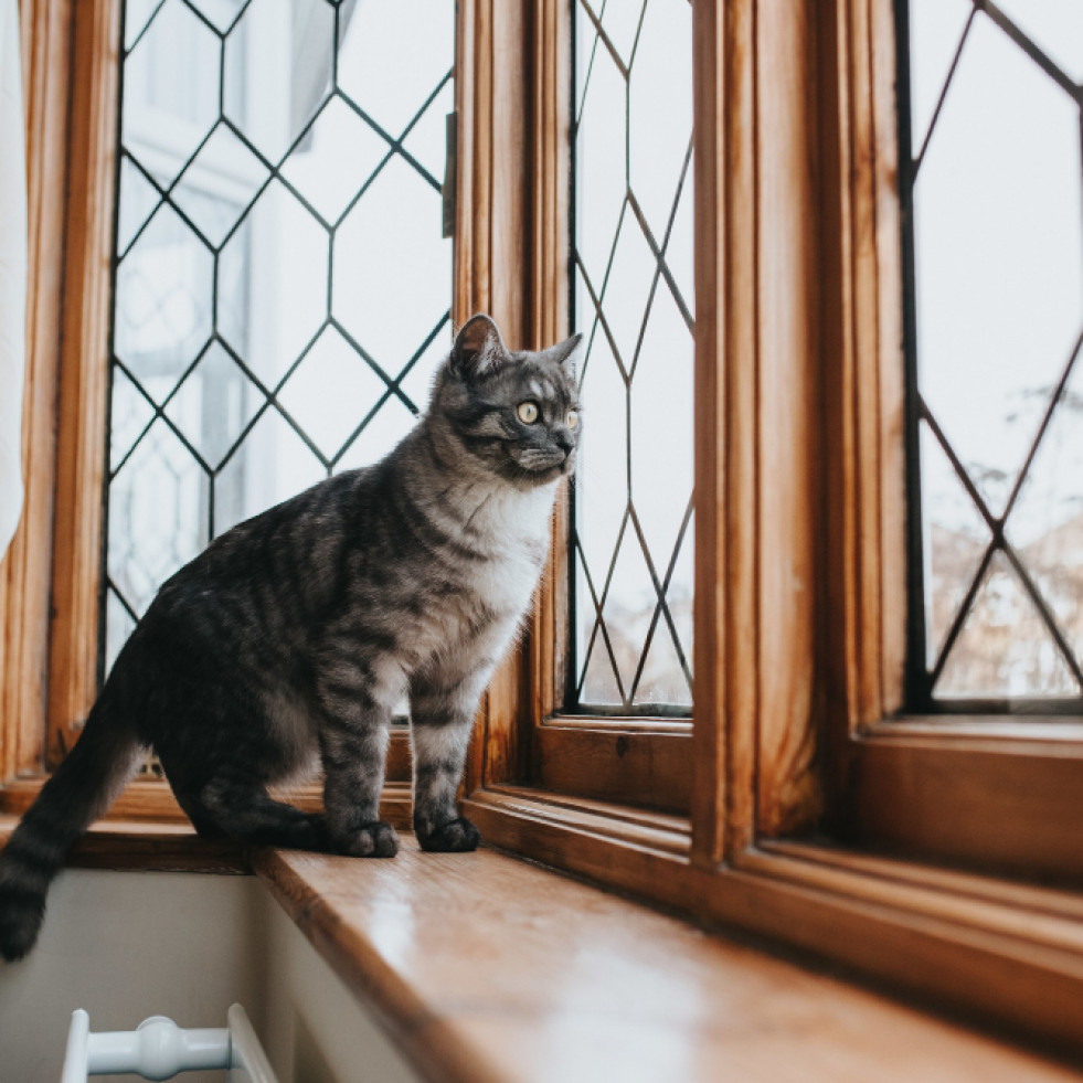 Posicionamiento sobre el bienestar del gato en función del estilo de vida interior o exterior