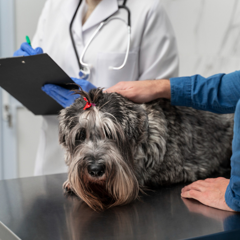 El uso de cannabis puede reducir la dosis de propofol necesaria para inducir la anestesia en perros en un 23 %