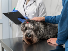 El uso de cannabis puede reducir la dosis de propofol necesaria para inducir la anestesia en perros en un 23 %