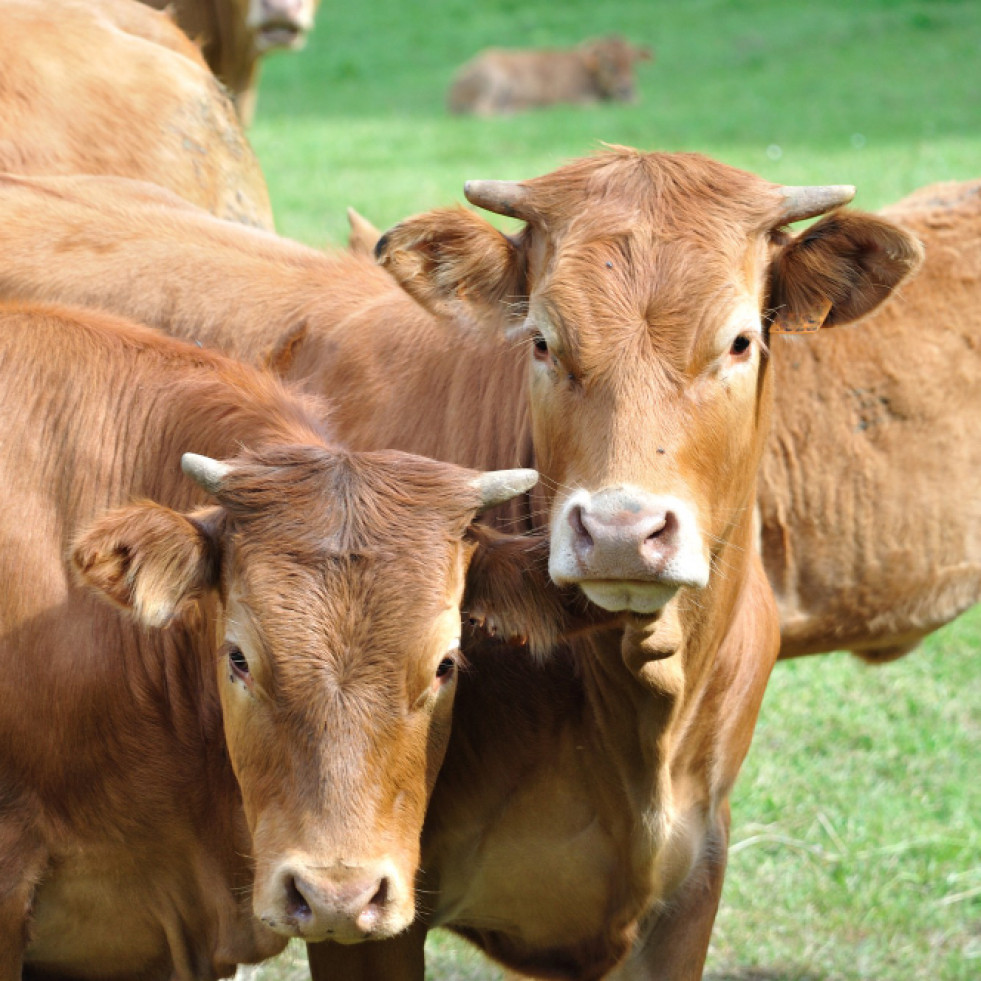 Informan sobre la detección de casos de estomatitis papular bovina en Chihuahua