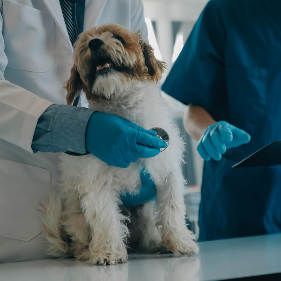 Proponen un novedoso y prometedor marcador para el análisis de proteinuria en perros con enfermedad renal