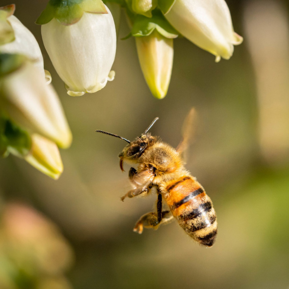 Propóleo de la abeja mexicana sin aguijón para el tratamiento de la otitis externa
