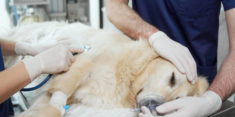 Mexicanos prueban un método no invasivo para medir la concentración de hemoglobina en cirugías caninas
