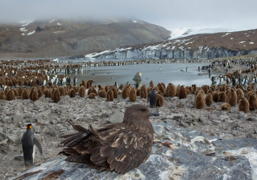 Gripe aviar Antártida