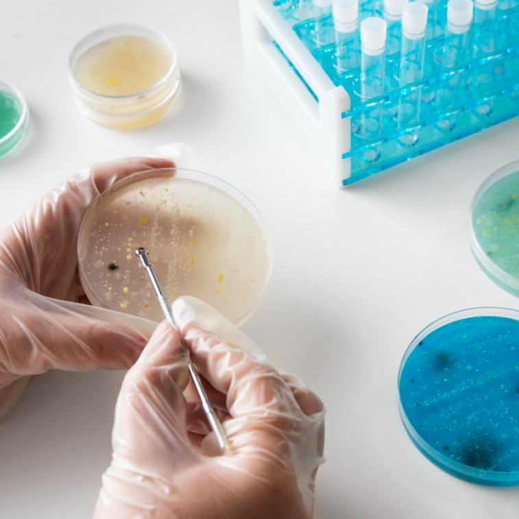 El triptófano en la dieta y las bacterias intestinales pueden ser aliados contra E. coli patógenas