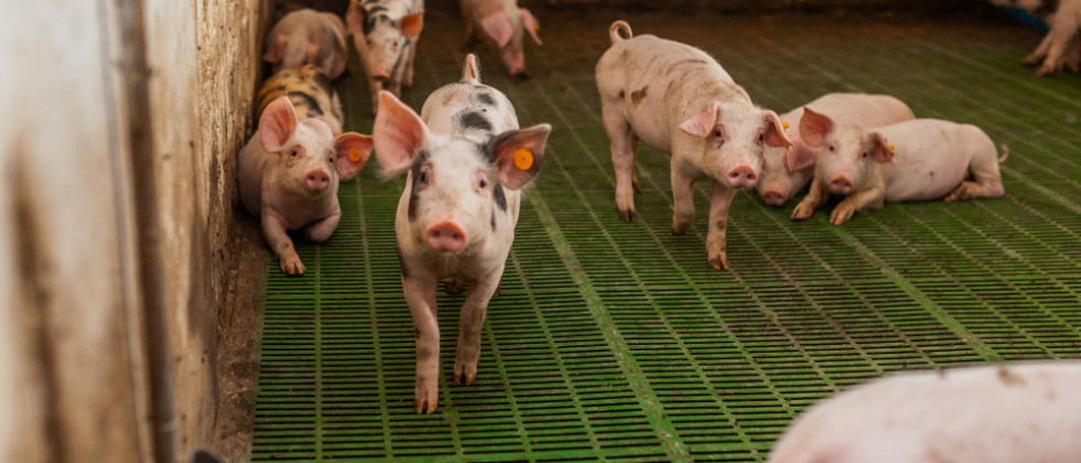 Plantean una alternativa para manejar los residuos de los cerdos y generar fertilizante y combustible renovables