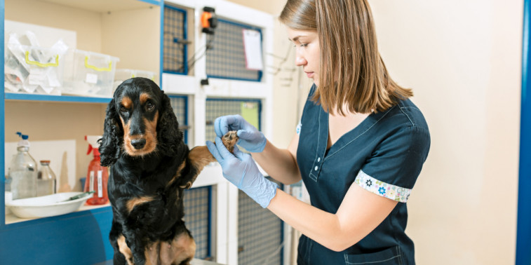 Seis meses de prisión para una peluquera canina que ejercía como veterinaria sin título