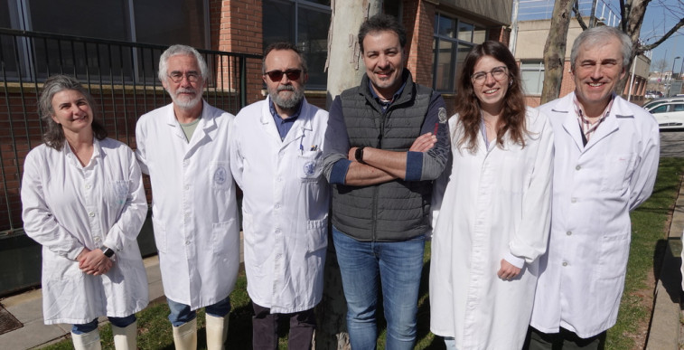 Españoles desarrollan claves de diagnóstico rápido y eficaz para frenar la enfermedad hemorrágica epizoótica