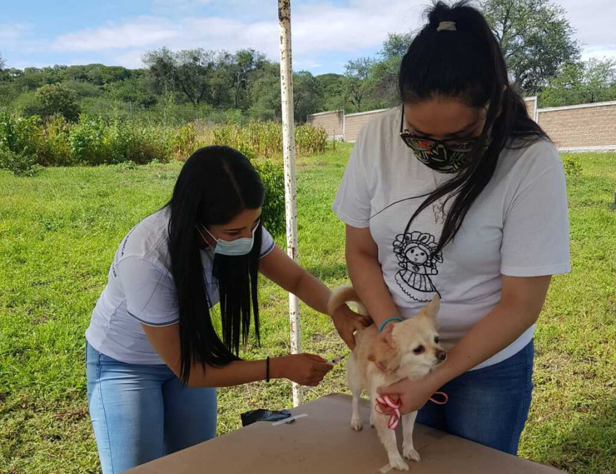 Jornada Intensiva de Vacunación Antirrábica Canina y Felina Guanajuato