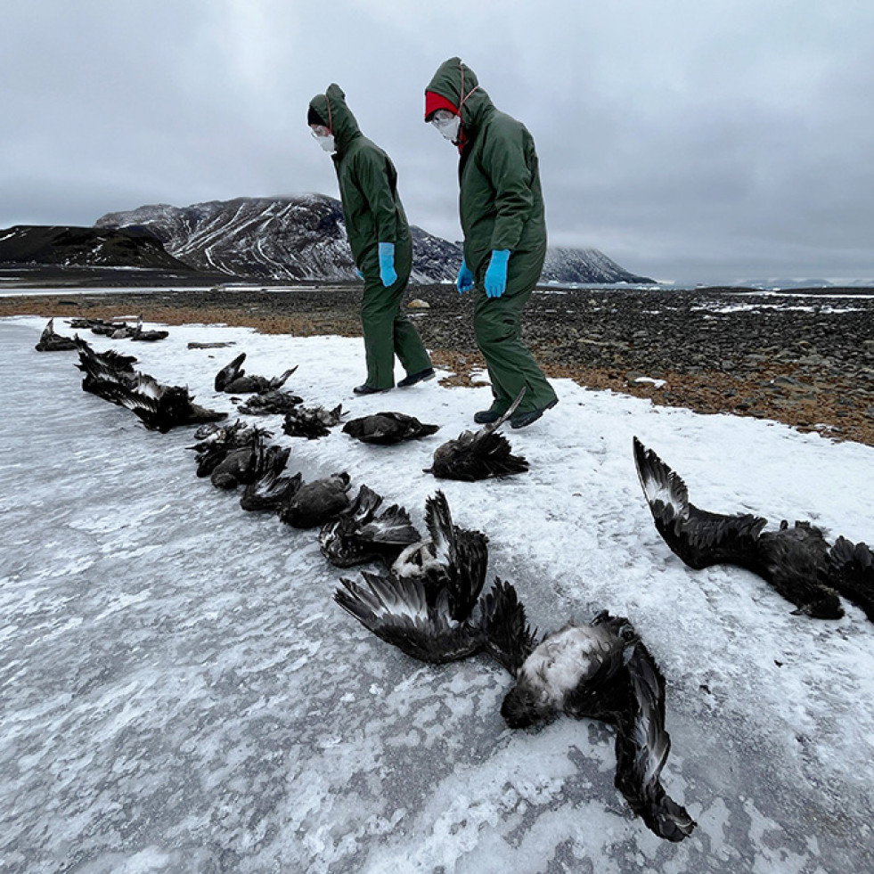 Determinan una mayor propagación de la influenza aviar altamente patógena en la Antártida