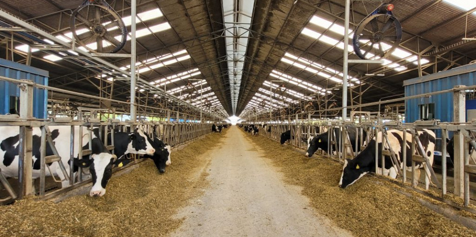 Expertos chilenos buscan reducir el impacto ambiental del ganado bovino lechero con la planta siete venas