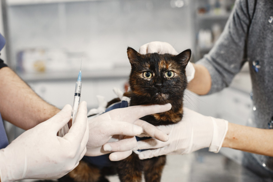 Gato vacuna