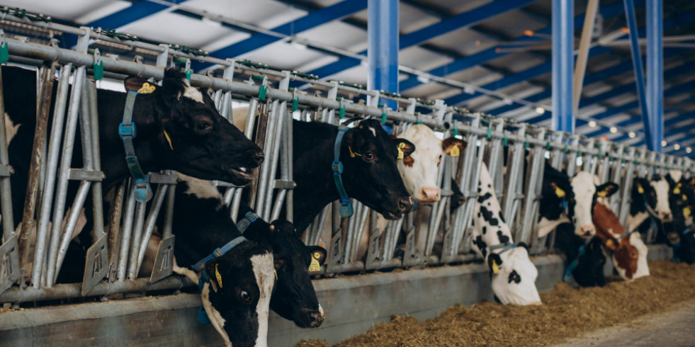 Nuevos datos del genoma de la gripe aviar fortalecen la evidencia de transmisión de vaca a vaca