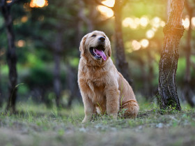 Un estudio disipa el mito de que los perros de raza pura son más propensos a tener problemas de salud
