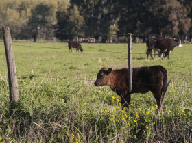 El concepto Una Salud está unido al uso responsable de garrapaticidas en bovinos de México