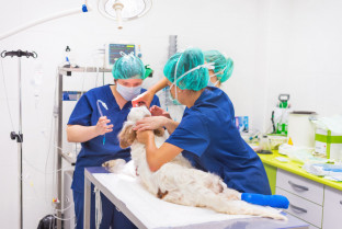 Crecen los veterinarios colegiados en España, un 53,6 % son mujeres