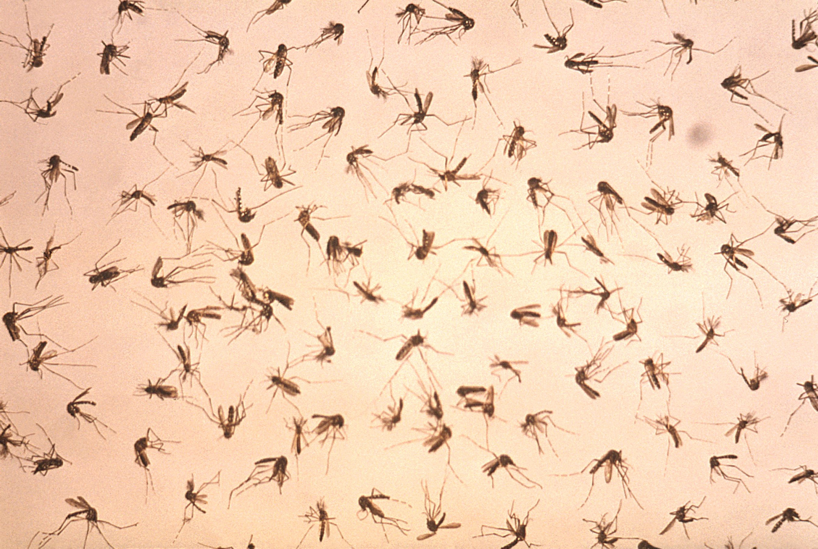 Комары к чему снятся в большом количестве