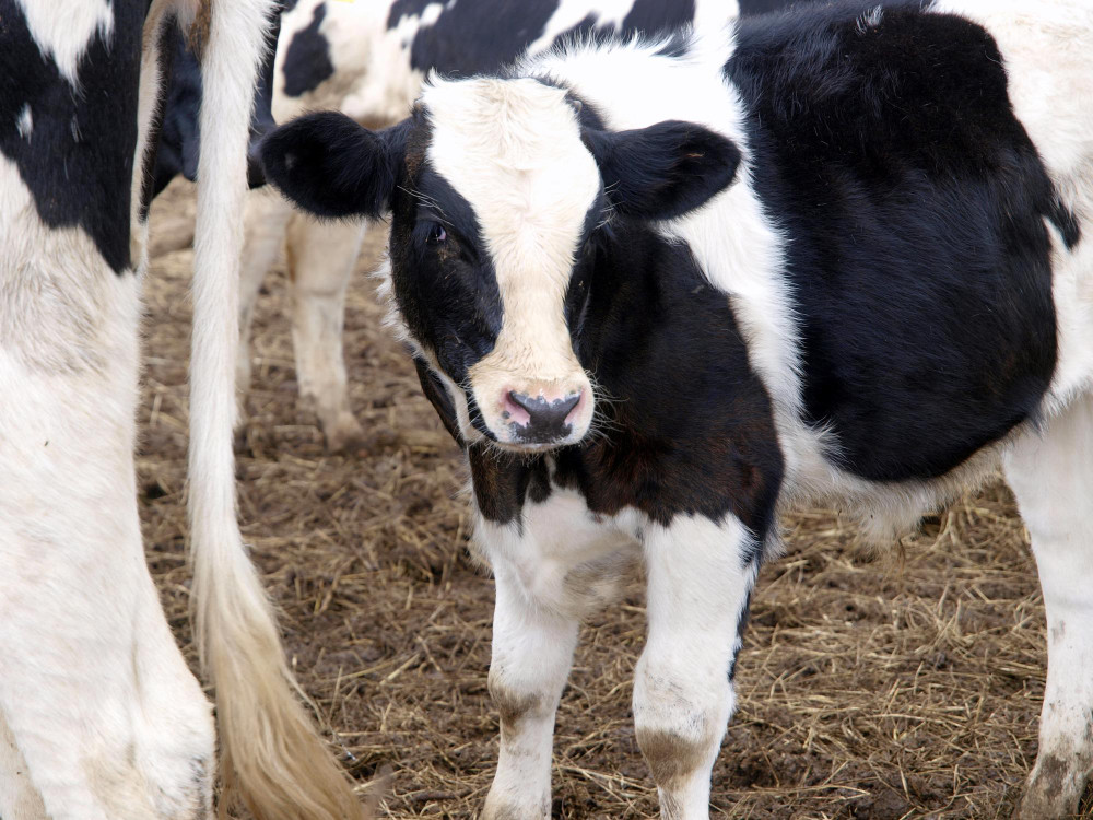 They urge calves to be housed in small groups to improve their welfare