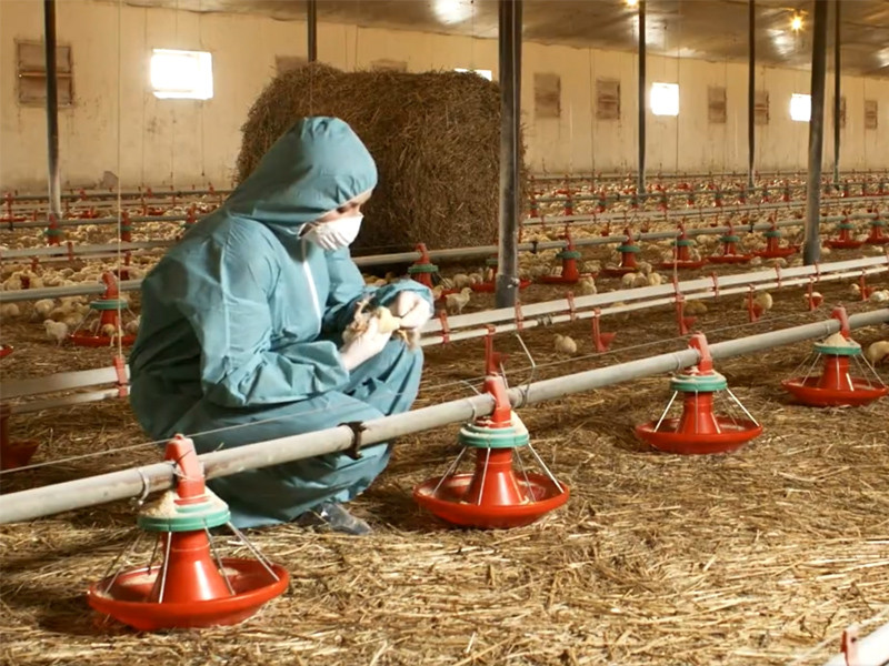 Britain detects bird flu in two new workers exposed to poultry