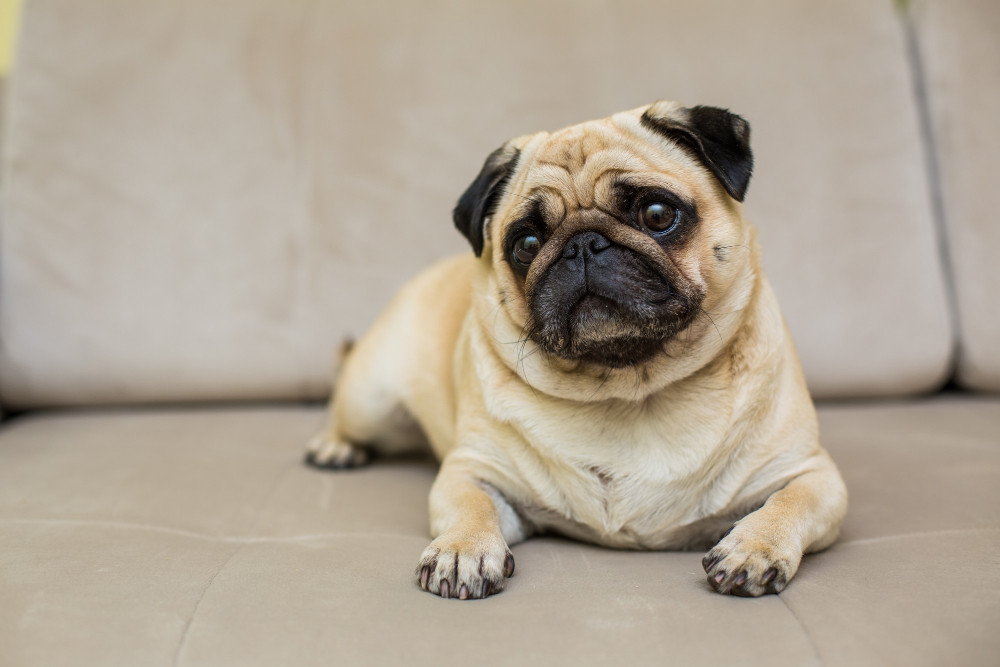 Experts offer tips for protecting brachycephalic breeds from heat